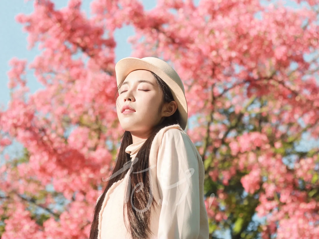 粉色异木棉盛放中！佛山五区这些观赏点，再不去就晚了