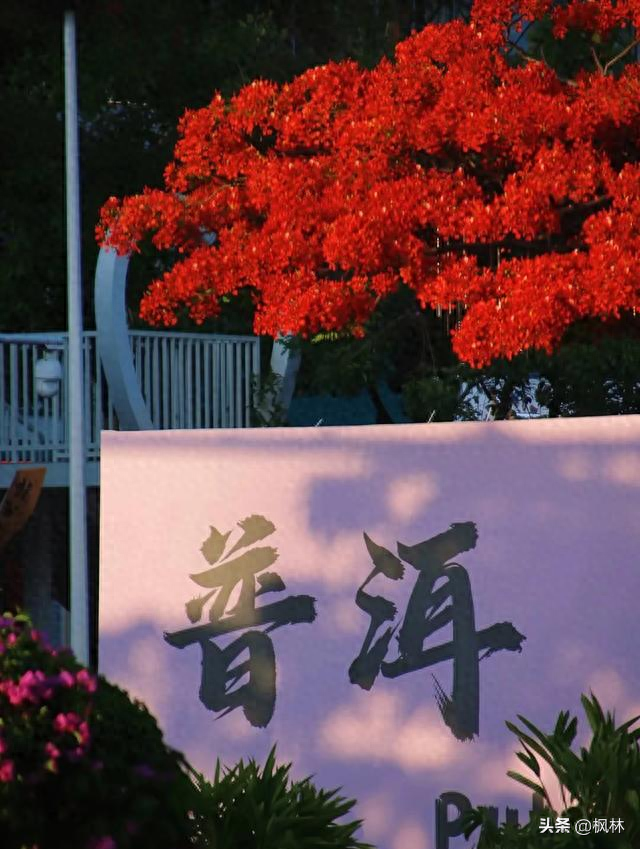 我爸妈旅居云南普洱一年，直呼普洱这三点太舍不得，不想回杭州了