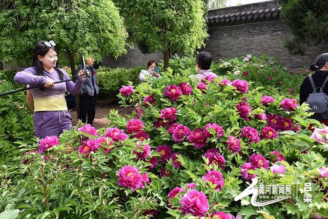 文水:牡丹盛放 游人如织