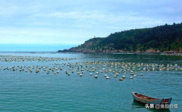 花胶产地是哪里 2026年花胶产地哪里最出名