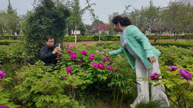 河南新安县:牡丹盛开家门口 市民乐享好春光