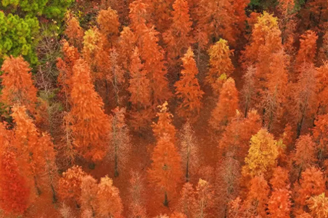 弋阳这片红杉林已上线“顶配冬日皮肤”，暖到心坎里！