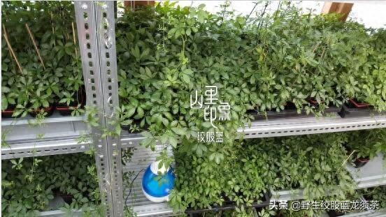 胶股篮花能泡水喝吗 2026年胶股蓝泡茶怎么作用