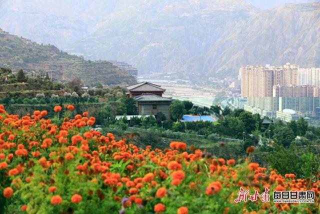 武都区南山万寿菊盛放引客来