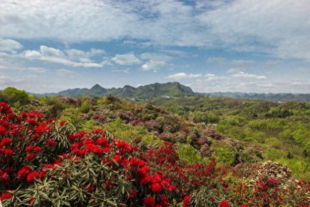 被严重低估的贵州毕节：这100多平方公里的杜鹃，不看真的会后悔