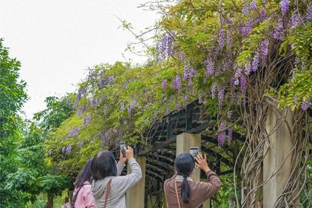 梦幻四月！福州紫藤花廊上线