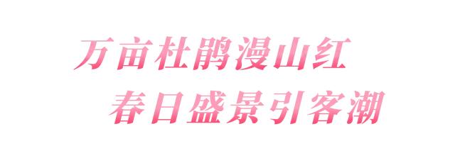 单日游客创五年之最！云雾山搅热“花经济”