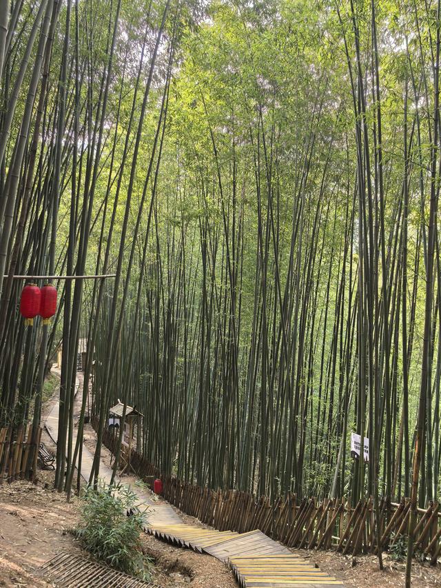 黄土里的鲸鱼：白鹿原上，关中竹海，暖如阳春，幽似江南