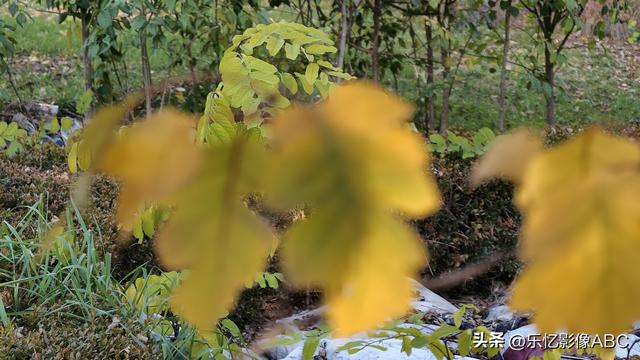 vivo x200 ultra拍摄