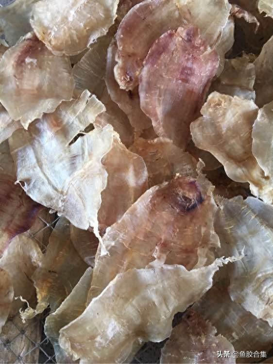 日本有花胶吗 2026年日本有花胶吗是真的吗