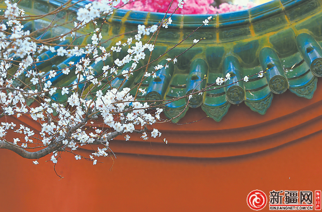 乌鲁木齐：四月春意浓 花开正当时