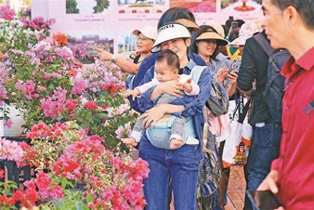 顶流花展！深圳“掉进”簕杜鹃花海