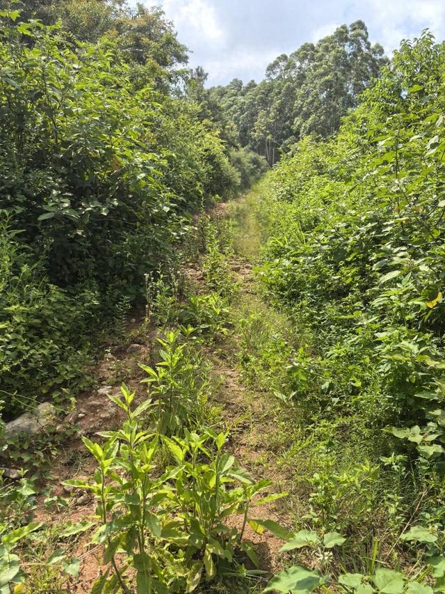 探秘同安：豪岭山寻“祈雨道场石”遇雨