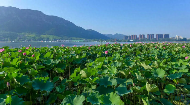 朝阳：玉龙湖畔荷花盛放 一步一景如诗如画