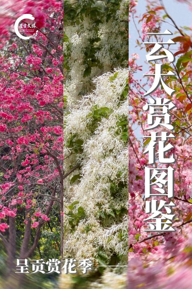 在樱花季的尾声，云南大学呈贡校区的白流苏火了！