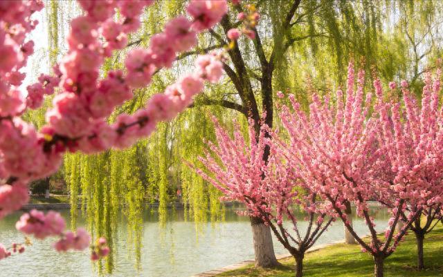 兰州植物园封神！春日花海+湖光山色，本地人都私藏了