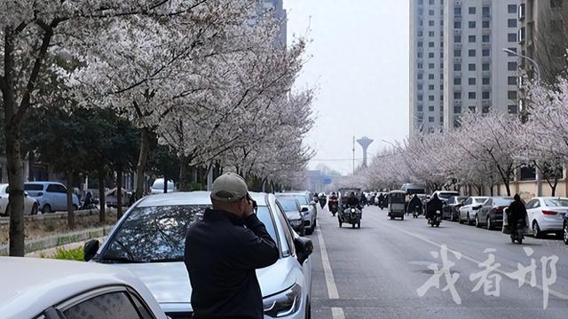 粉白如云！邢台市区文兴路樱花盛放吸引市民打卡