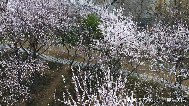 限定粉色浪漫！西三环这片6000㎡山桃花海已上线，错过再等一年！