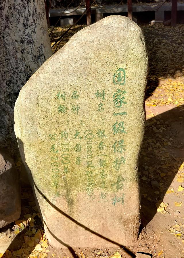 浙江:千年“银杏皇后”在长兴