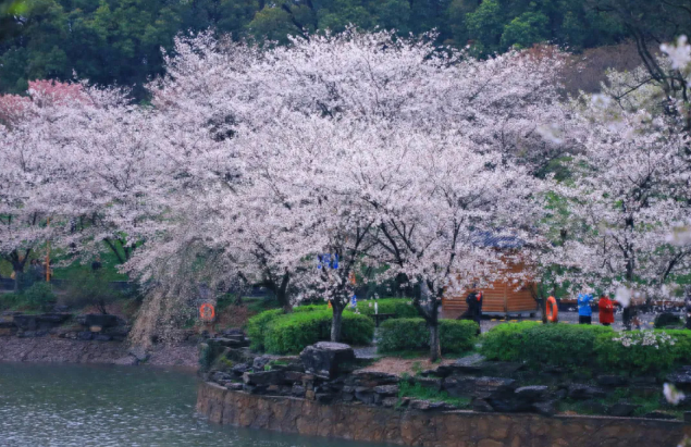 湖南省植物园樱花已盛开，清明假期赏樱请预约！