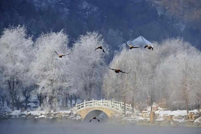 本溪水洞冬序：雾凇渡鸭，琴湖藏冬