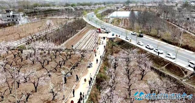 临夏县：莲湖盛景迎佳客