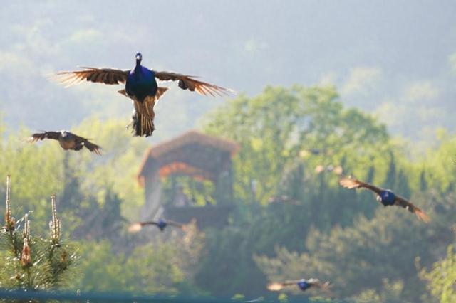 百雀齐飞五一亮相！野生动物世界六大新场景解锁假日新玩法