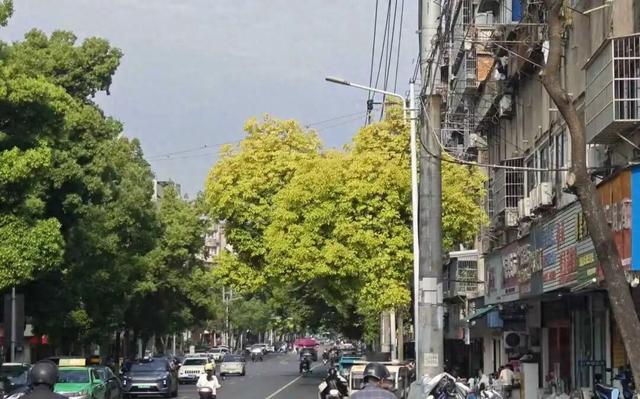 安庆这棵十几年的香樟，悄悄向你“比了个心”~