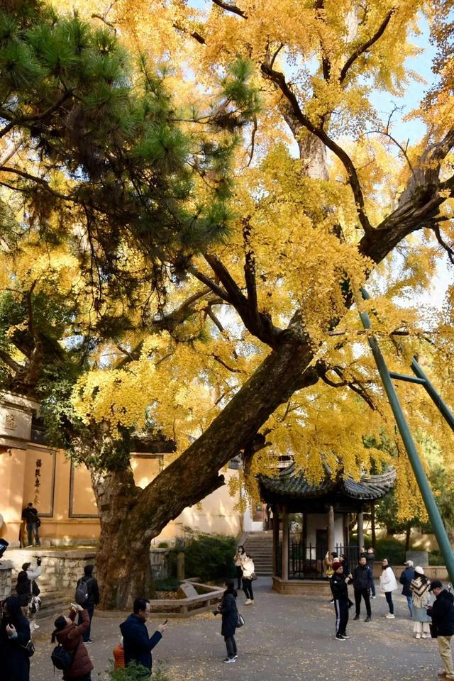 江苏“洪武银杏”变黄了，650年没结过果，但43年前却结出7粒白果