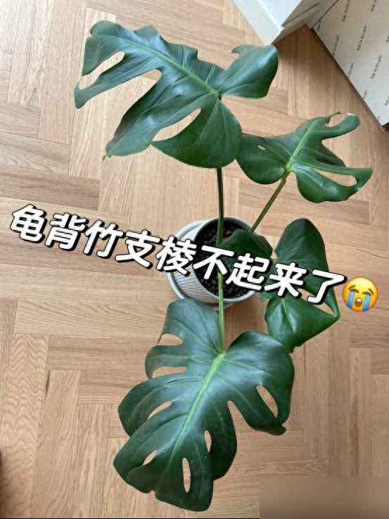 “阴花不能进阳宅”，家里若有这5种花,请赶紧“搬出去”！