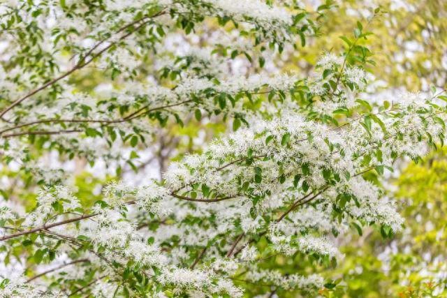别错过！南京玄武湖“四月雪”盛放，美到窒息