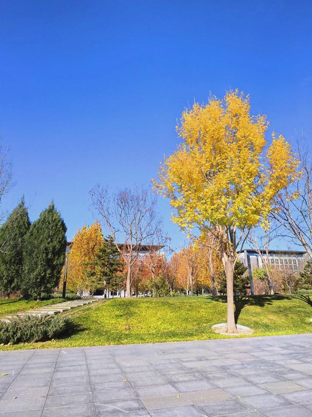 小雪节气，北京通州镜湖之滨好风光