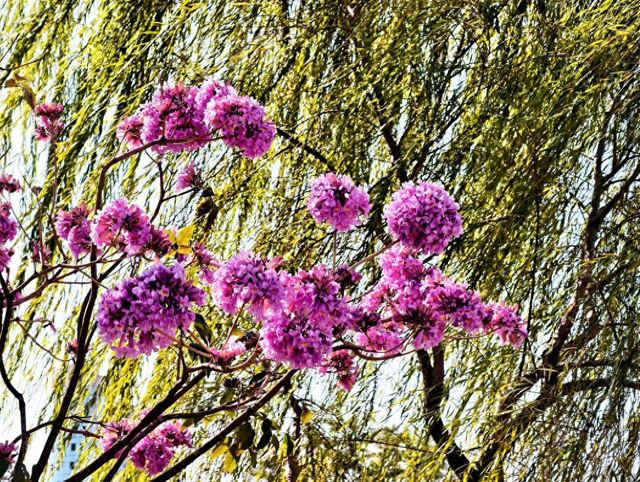 紫花风铃木盛开 南湖添亮丽景致