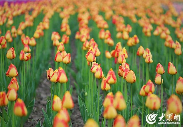 春日赴约！滨州秦皇河郁金香盛放 绘就城市浪漫花海盛景
