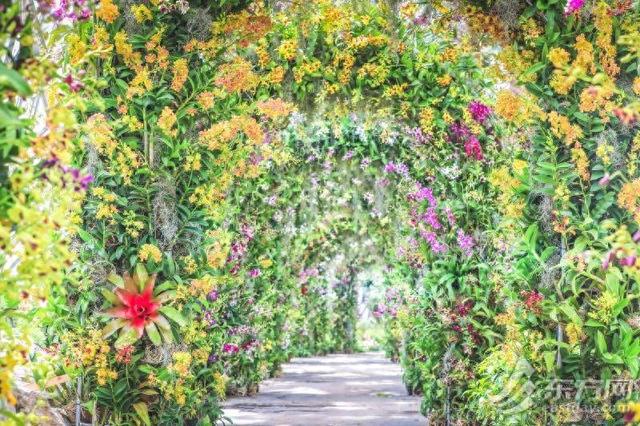 超浪漫！辰山植物园兰花多样性展示活动上线 全球珍兰集中亮相