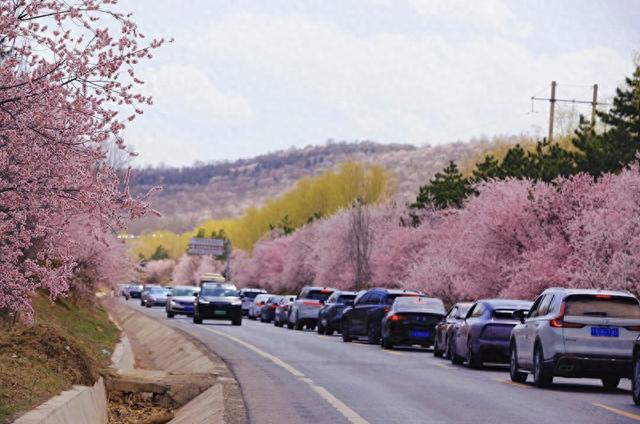 宁夏彭阳县：山花相聚约游人 文旅赋能消费旺