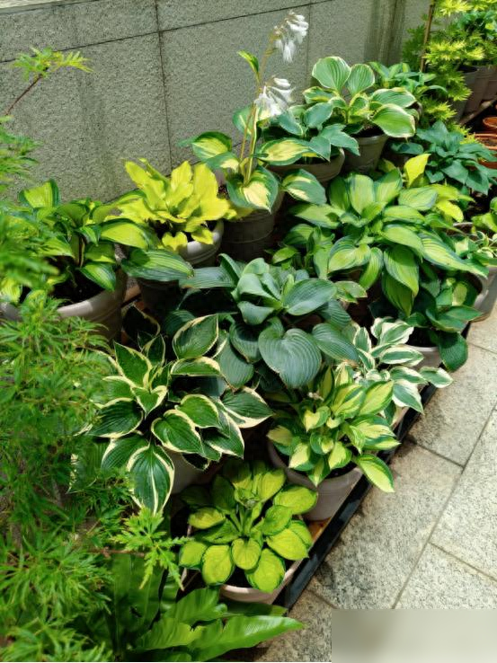 阴花不能进阳宅，家里若有这5种花，请赶紧“搬出去”！