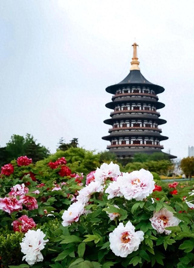 洛阳多个牡丹园开放时间、门票价格及优惠政策公布