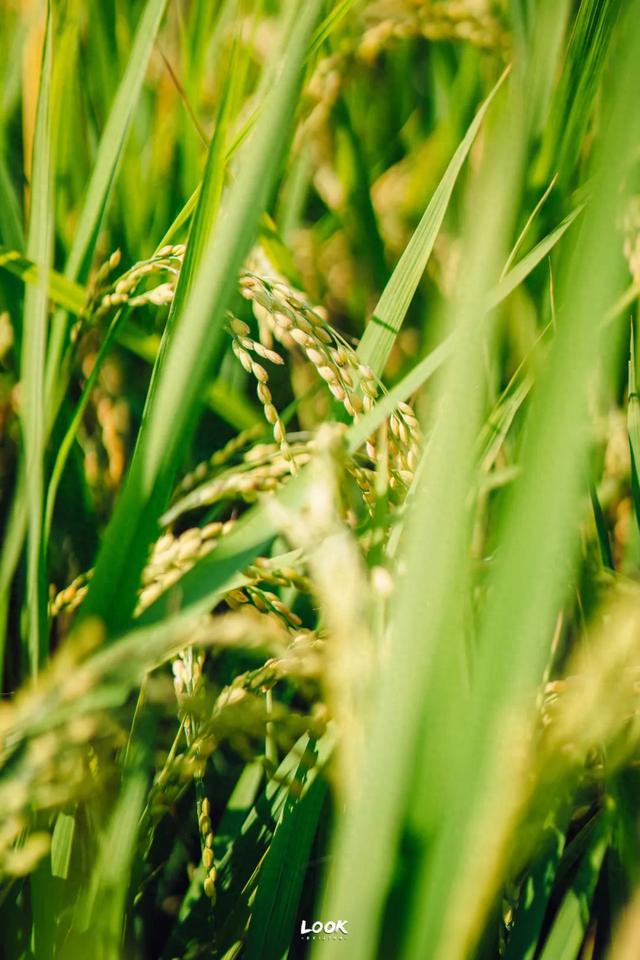 绝对不可以,错过这片金秋稻田