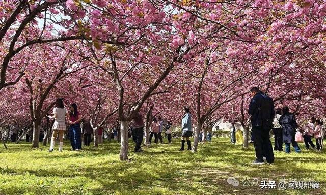 达活泉樱花林！盛花迎客来