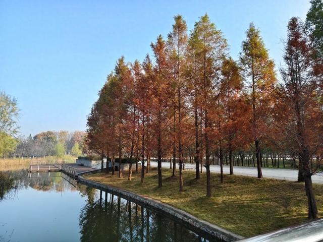 水杉披彩 美如油画