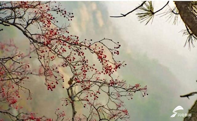 组图丨岱宗初冬暖光漫 红果松影醉游人