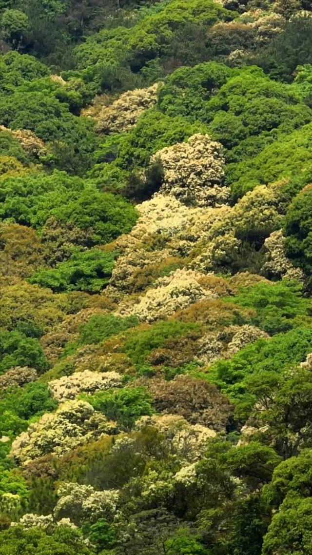 藏不住了！福州漫山栲花绽放，满目金黄超治愈