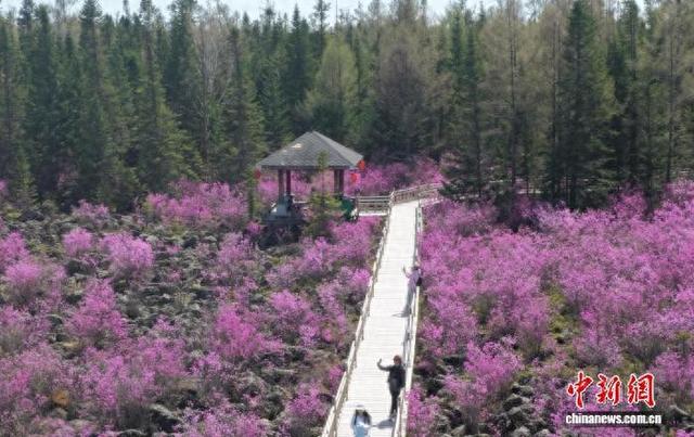 “中国林都”伊春：火山岩上杜鹃花开 “撞色”美景醉游人