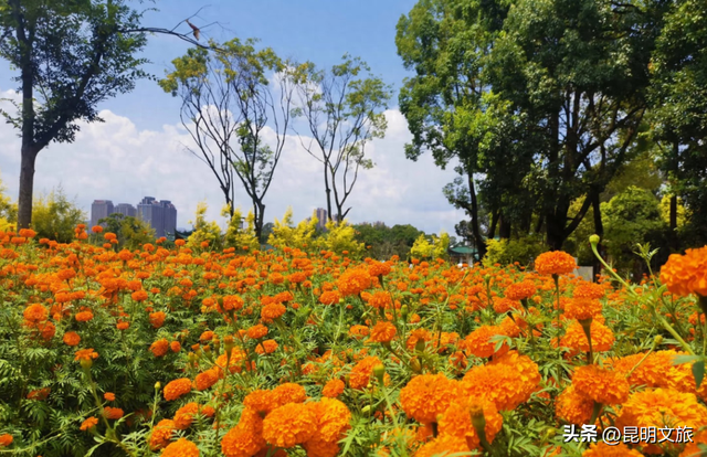 服了！油画感“橘子花海”美惨了！这处免费打卡宝地快冲
