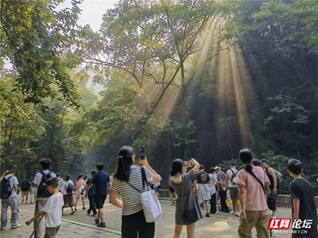 阳光在林间织梦，在张家界遇见光瀑奇观