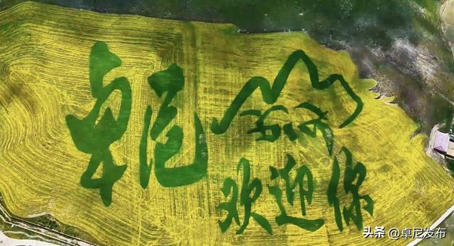 卓尼：油菜花开呈五彩景 夏日高原迎八方宾