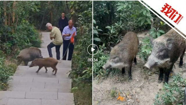深圳梧桐山景区有野猪“求投喂”，景区：禁止投喂，曾有游客被咬