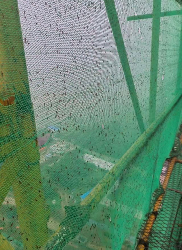 “河南多地现行走的硫酸”冲上热搜第一，河北山东等地网友表示中招！今年隐翅虫为何有点多？专家：或与这两个原因有关