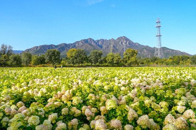 美爆了！延庆这儿的“花海”可以带回家——